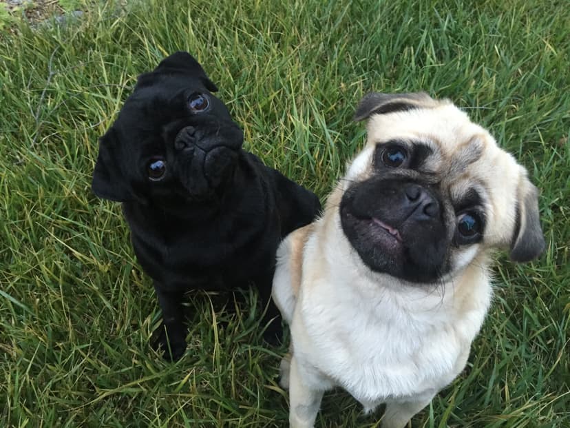 Kahlo the pug