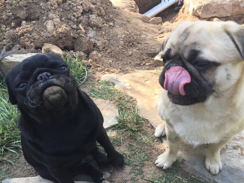 Brutus the pug